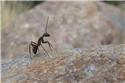 Veranstaltungsbild Die Welt der Insekten - Woche der Natur